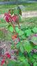 Mrs. Norman Watson rose photo