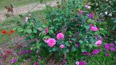 Mrs. Norman Watson rose photo