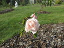 Marchioness of Londonderry rose photo