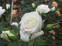 Biancaneve rose photo