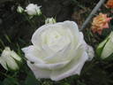Biancaneve rose photo