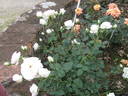 Biancaneve rose photo