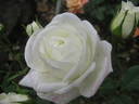 Biancaneve rose photo
