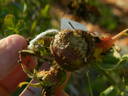 R. stellata mirifica rose photo