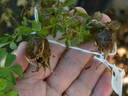 R. stellata mirifica rose photo