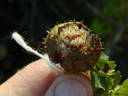 R. stellata mirifica rose photo