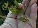 R. stellata mirifica rose photo