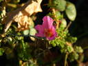 R. minutifolia rose photo