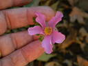 R. minutifolia rose photo