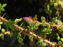 R. minutifolia rose photo