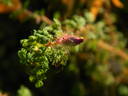 R. minutifolia rose photo