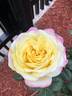 Kordes' Jubilee rose photo