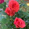 Millie Walters ™ rose photo