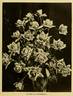 Miss Alice Roosevelt rose photo