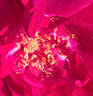 Red-Letter Day rose photo