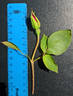 Red-Letter Day rose photo