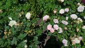 Pink Gruss an Aachen rose photo