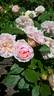 Pink Gruss an Aachen rose photo