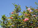 Sunny South rose photo