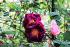 Merveille rose photo