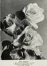 Madame J. Perraud rose photo