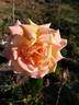 Madame Hélène Parmentier rose photo