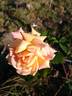 Madame Hélène Parmentier rose photo