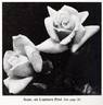 Souvenir de Gustave Prat rose photo