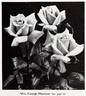 Mrs. George Shawyer rose photo