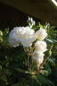 Snowbird rose photo