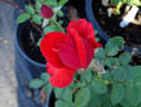 Cancun ™ rose photo