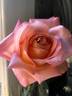 Peach Beauty rose photo