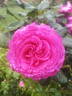 John Hopper rose photo