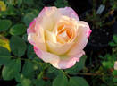 Cherry-Vanilla rose photo