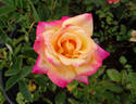Classic Beauty ™ rose photo