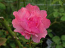 Columbus Queen rose photo