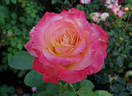 Diana, Princess of Wales ™ rose photo