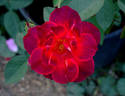 Dragon's Blood rose photo