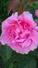 Ruhm von Steinfurth rose photo