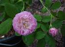 Lan' rose photo