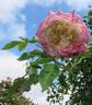 Climbing White Maman Cochet rose photo