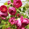 Barbara Skarga rose photo