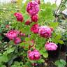 Barbara Skarga rose photo