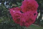 Great Balls of Fire rose photo