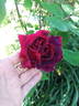 Marcel Vrignaud rose photo