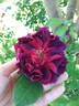 Marcel Vrignaud rose photo