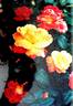 Aquarelle rose photo