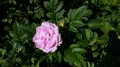 Фруктовый Пломбир rose photo