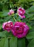 Полярное сияние rose photo