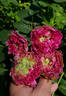 Полярное сияние rose photo